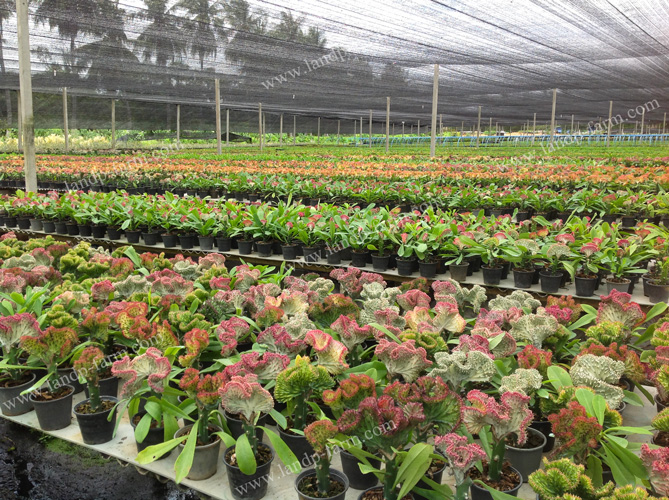Our Euphorbia Lactea farms