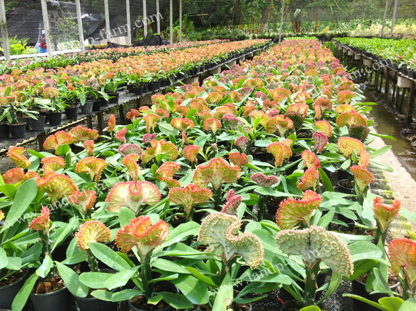 Our Euphorbia Lactea farms