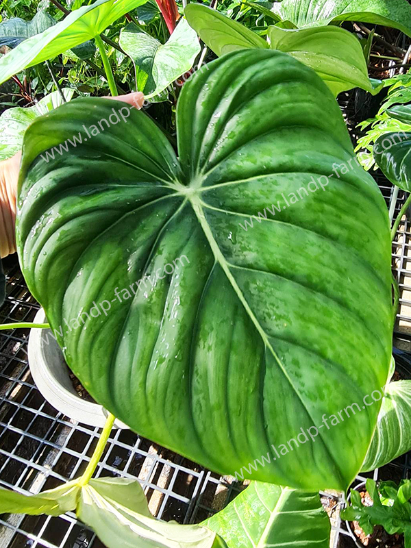 Philodendron Dean Mcdowell<br>PLD-070<br>              