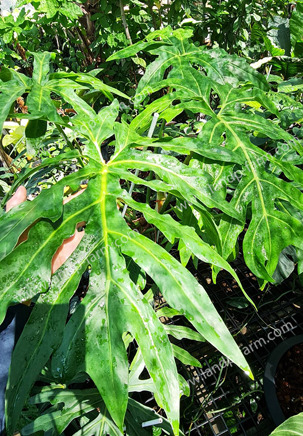Philodendron Bipinnatifidum<br>PLD-069<br>              