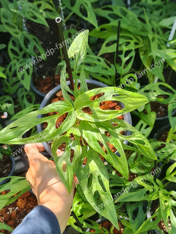 Monstera Adansonii<br>Indo variegated<br>MONS-005<br>              