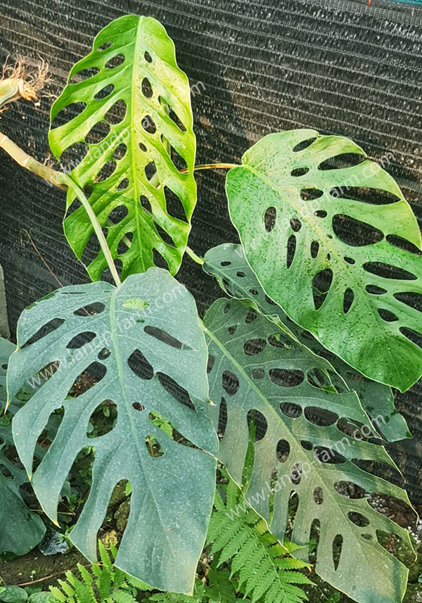 Monstera Dubia<br>(Mature form)<br>MONS-003<br>              