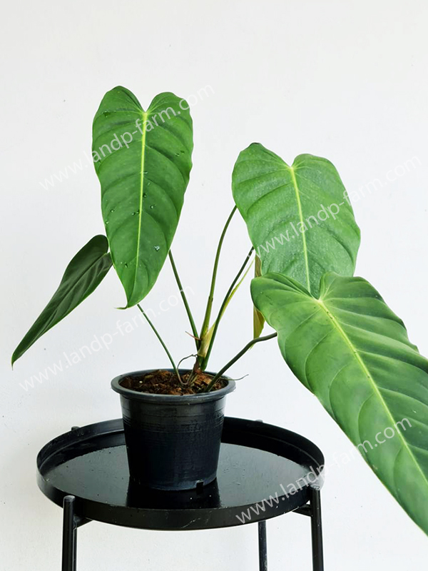 Philodendron Esmeraldense<br>PLD-072<br>              