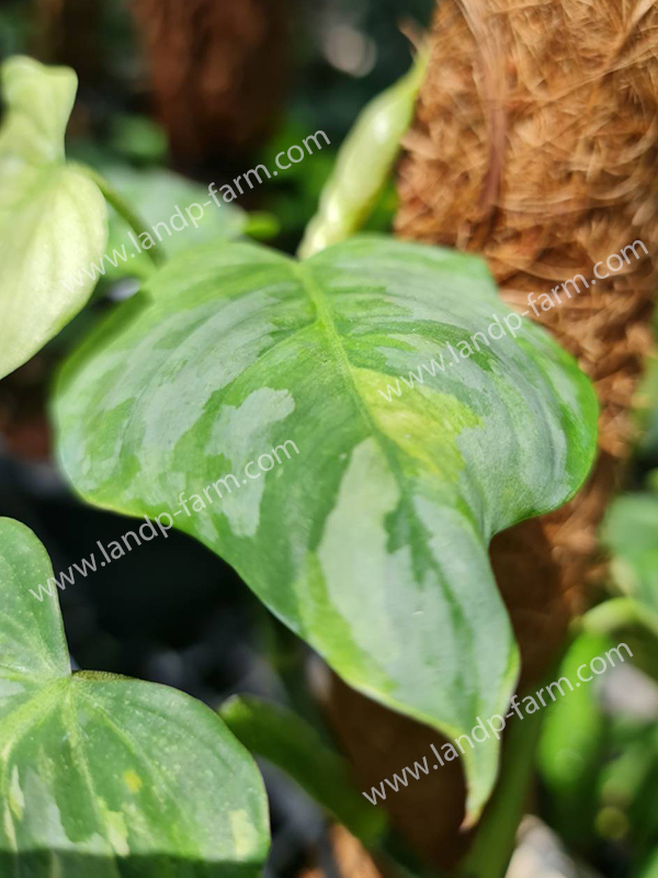 Philodendron Sodiroi Variegated<br>PLD-077<br>              