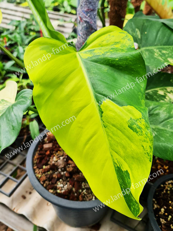 Philodendron Domesticum Variegated<br>PLD-071<br>              