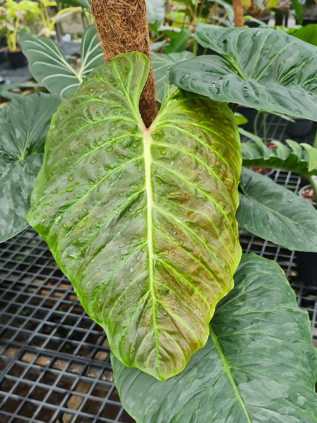 Philodendron Majestic<br>PLD-067<br>              