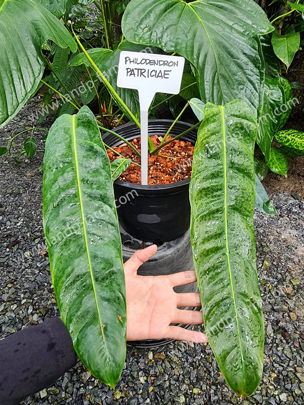 Philodendron Patriciae<br>PLD-078<br>              