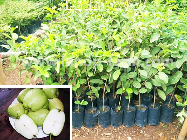 Guava (Seedless) plants<br>FP-017</br>              