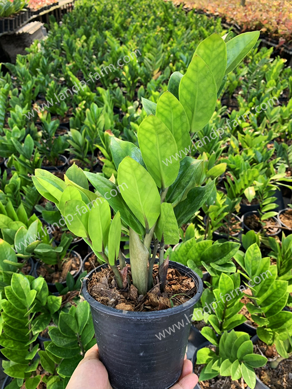 Zamioculcas zamiifolia Original (Green)<br>ZZ-001<br>              