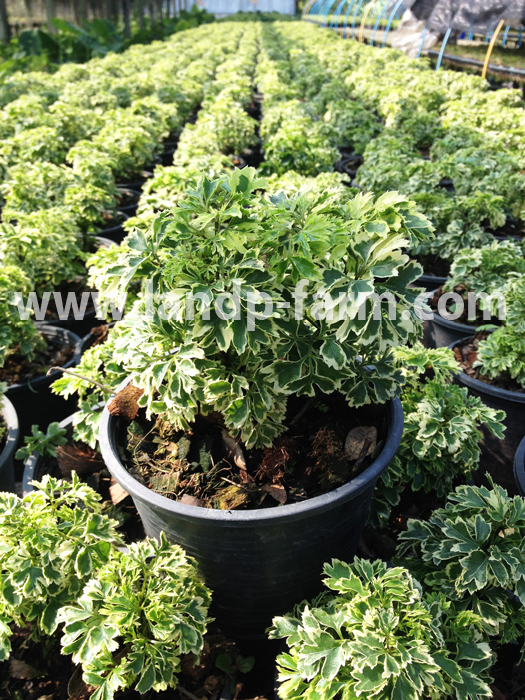 Polyscias Dwarf variegata (size pot 6