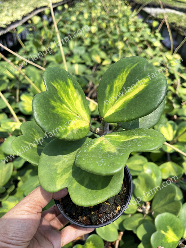 Hoya Kerrii (Inner variegated leafs)<br>HY-002<br>              