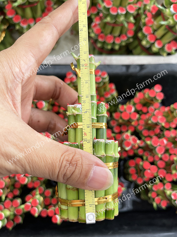 Lucky Bamboo<br>(Small size 12 cm. high)
<br>LB-001<br>
              