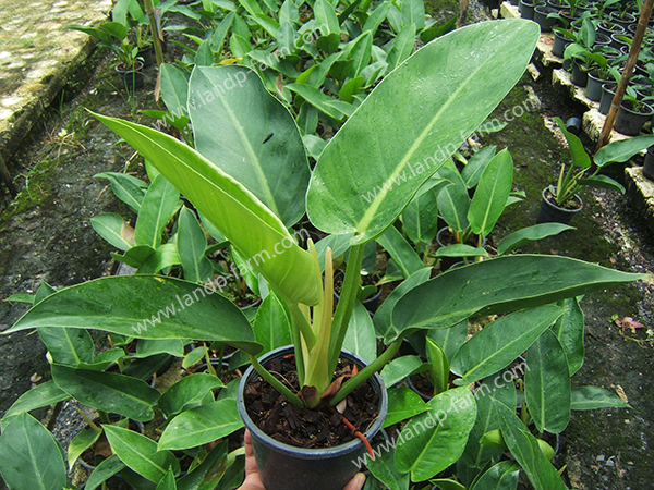 Philodendron Green Congo<br>PLD-007<br>              