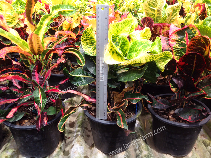 Croton mixed colors <br>(Size pot 8”)<br>              