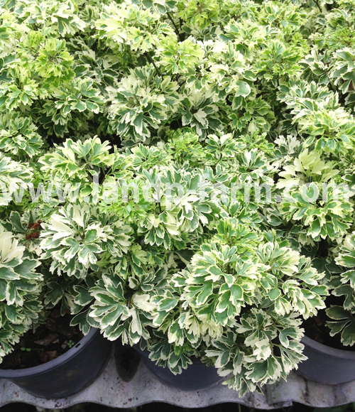 Polyscias Dwarf variegata (size pot 6