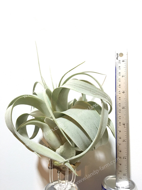 Xerographica (Size M) <br>TAP-006<br>              