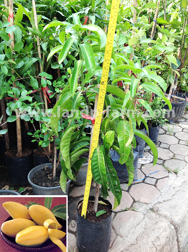 Mango tree<br>(Nam dok mai Sri thong)</br>FP-019              