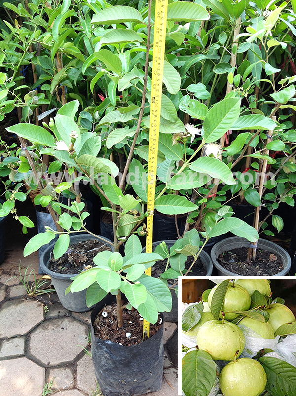 Guava Kim Joo plants<br>FP-016</br>              