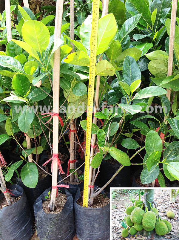 Jackfruit plants<br>FP-023</br>              