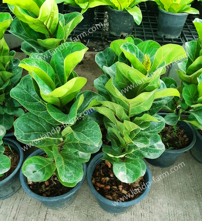 Ficus Bambino (Dwarf)<br>FT-003<br>              