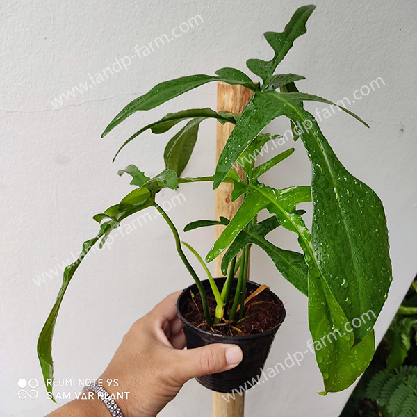 Philodendron Quercifolium<br>PLD-031<br>              