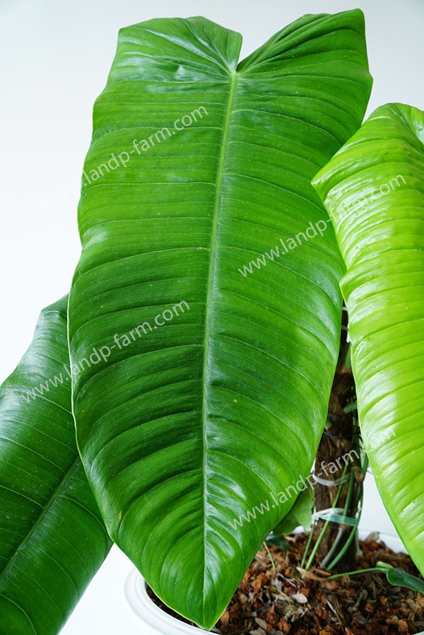 Philodendron sharoniae<br>PLD-039<br>              