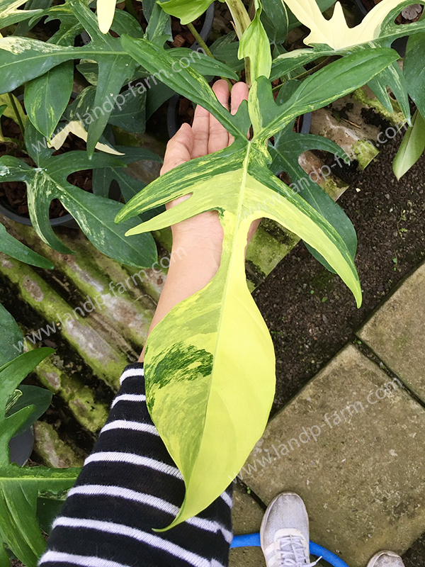 Philodendron Florida beauty variegated<br>PLD-041<br>              