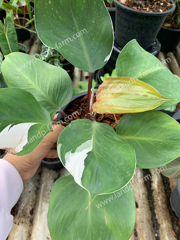 Philodendron White night<br>PLD-037<br>              