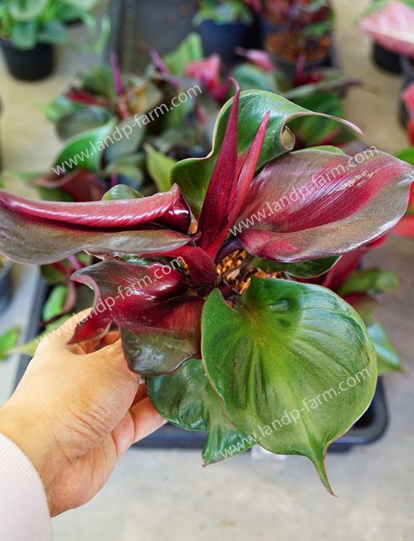 Philodendron Red heart<br>PLD-035<br>              