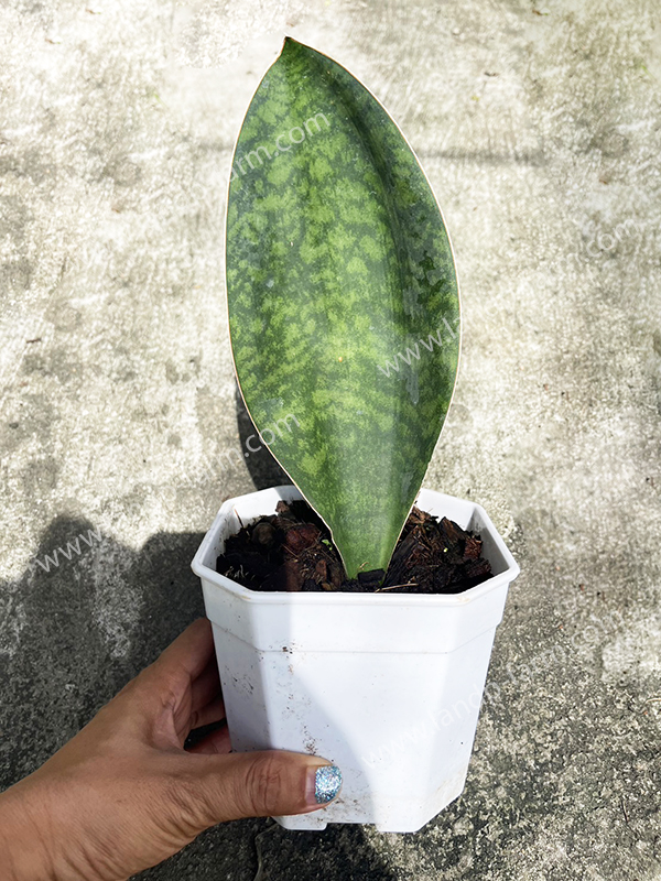 Sansevieria Masoniana <br>SAN-001 (1 leaf)<br>              