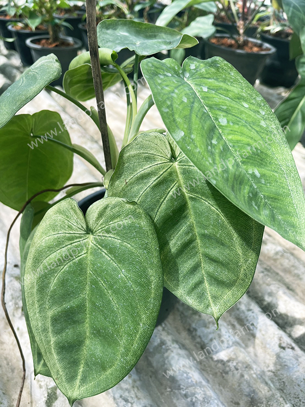 Philodendron Frosted heart<br>PLD-064<br>              