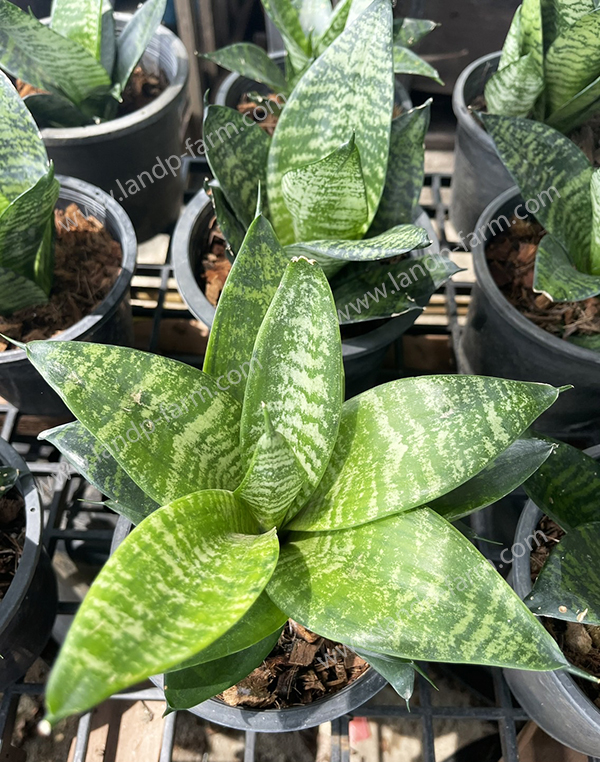 Sansevieria Green Hahnii<br>SAN-019 (Pot 6
