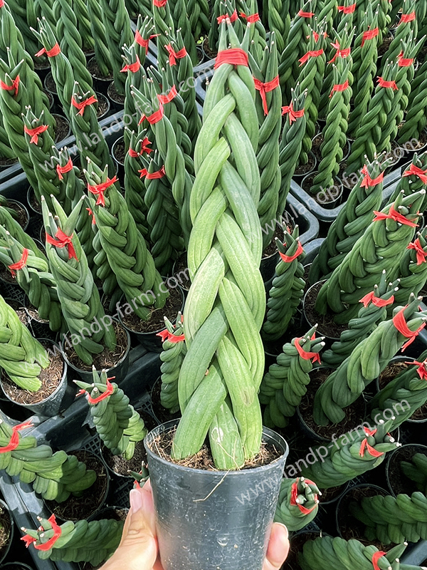 Sansevieria Cylindrica <br>Snake Plant <br>SAN-004<br>              