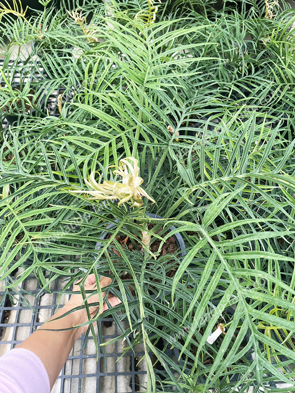 Philodendron Tortum<br>PLD-082<br>              