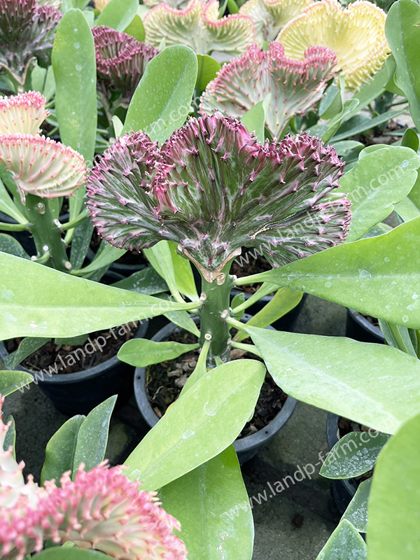 Euphorbia Lactea <br>ELA-002</br>              