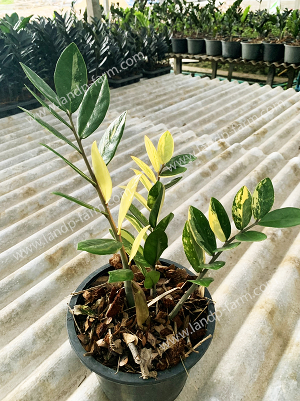Zamioculcas zamiifolia (variegated)<br>ZZ-003<br>              