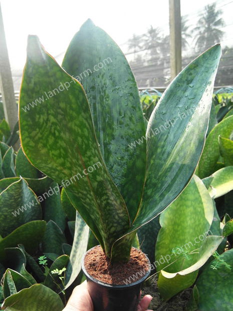 Sansevieria Masoniana <br>SAN-001 (2-3 leafs)<br>              