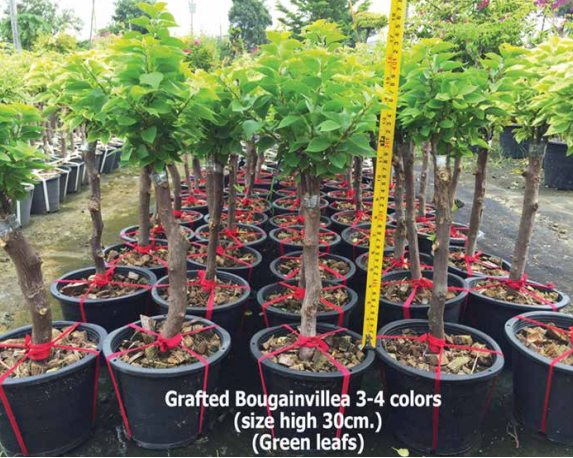1 bush, 3-4-colors grafted (Green leafs, size S)<br>BGV-001<br>              
