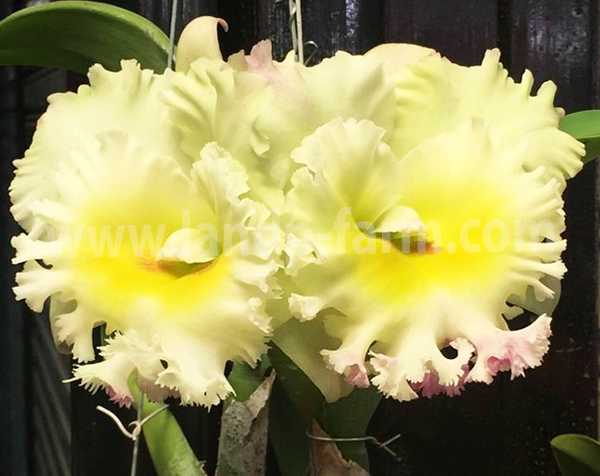 Rlc. Siam White The Best<br>CY-061<br>              