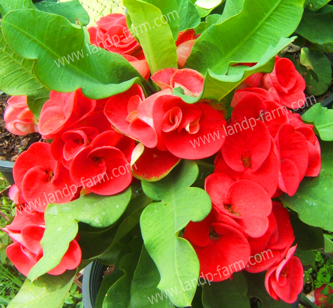 Red Valentine<br>(Thai name : เรด วาเลนไทน์)<br>EML-043<br>              