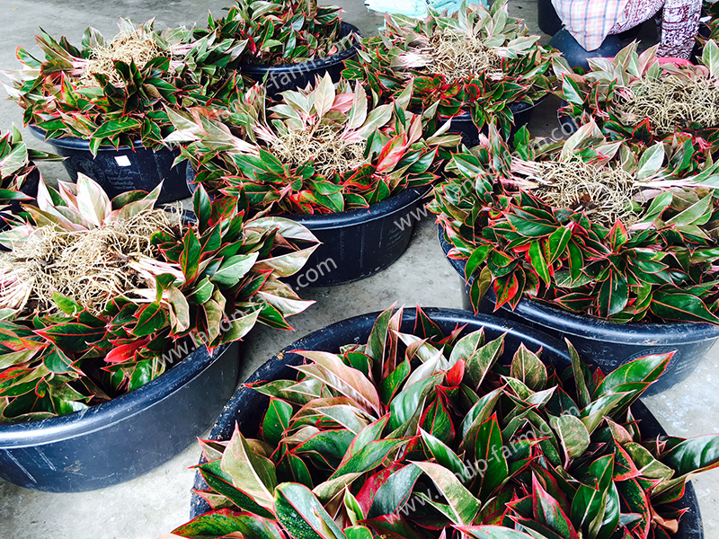 Our Aglaonema packing