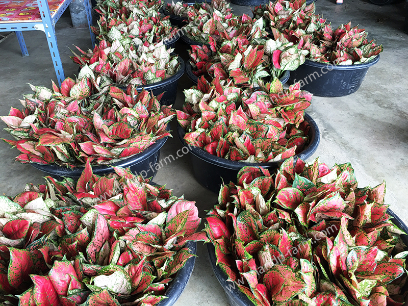 Our Aglaonema packing