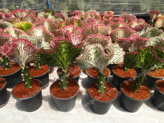 Our Euphorbia Lactea packing