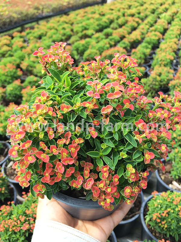 euphorbia milii dwarf