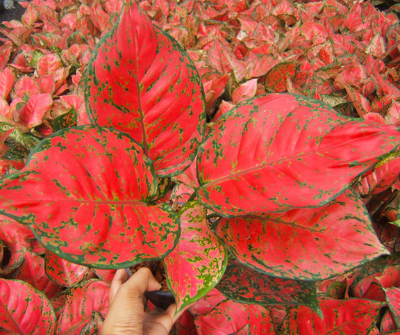 Red Anyamanee <br>(Aglaonema plants)</br>